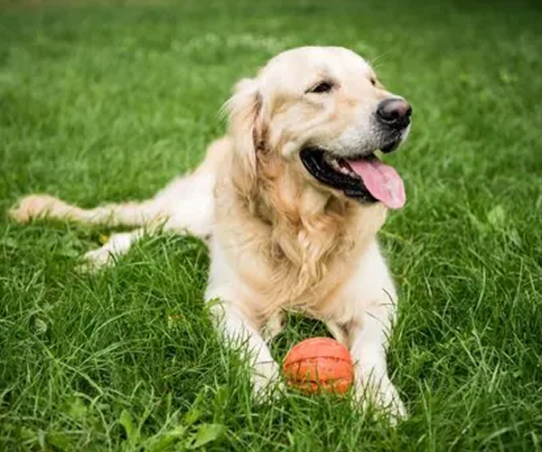 Pet Friendly Dog